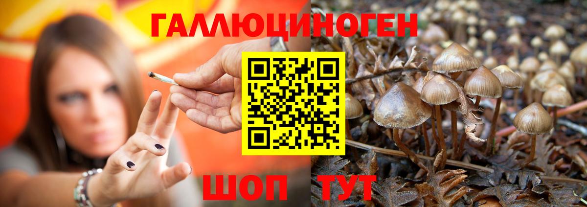 Галлюциногенные грибы Psilocybine cubensis  Вход с VPN  Кудымкар 